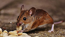 24 Hour & Emergency Exterminators in Martins Creek, PA